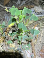 Oxalis chnoodes