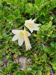 Cyrtanthus loddigesianus
