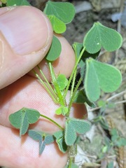 Oxalis chnoodes