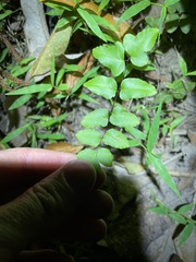Cheilanthes viridis