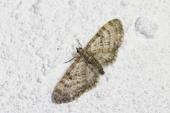 Eupithecia dodoneata