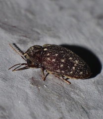 Chelonarium australicum