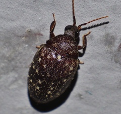 Chelonarium australicum