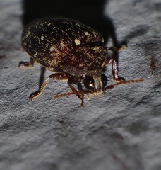 Chelonarium australicum