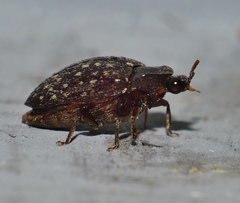 Chelonarium australicum