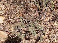 Ctenophorus decresii