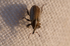 Tychius parallelus