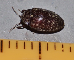 Chelonarium australicum