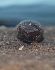 Chelonarium australicum