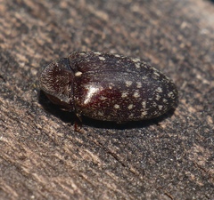 Chelonarium australicum