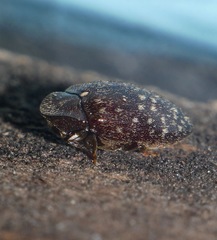Chelonarium australicum