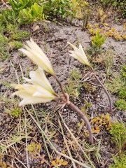 Cyrtanthus loddigesianus
