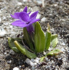 Primula macrophylla