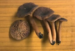 Lactarius occidentalis