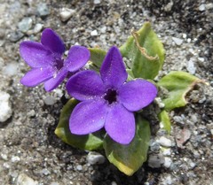 Primula macrophylla