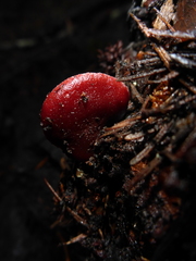 Tubaria punicea