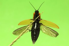 Semiotus luteipennis