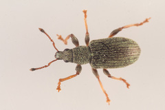Polydrusus aeratus