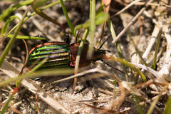 Carabus nitens