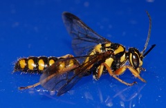 Agriomyia
