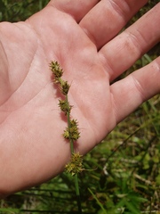 Carex triangularis