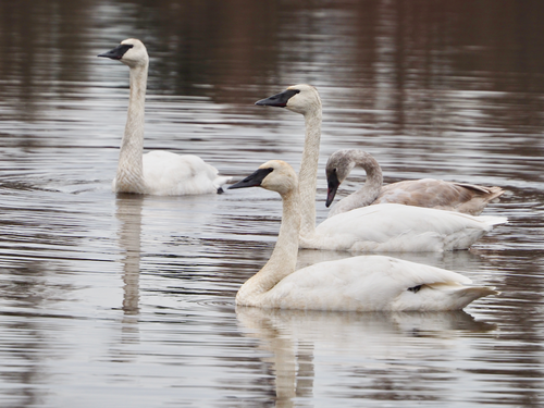Trumpeter Swan, photo 7 of 8