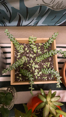 Sedum burrito