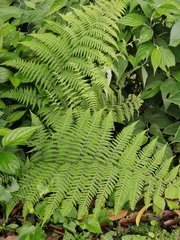 Macrothelypteris