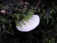 Clitopilus hobsonii