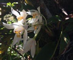 Coelogyne corymbosa