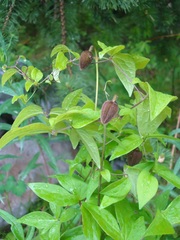 Clematis fusca