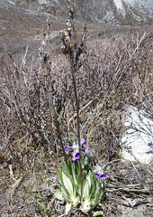 Primula macrophylla