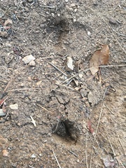 Odocoileus hemionus californicus