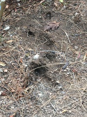 Odocoileus hemionus californicus