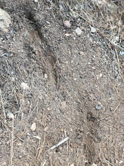 Odocoileus hemionus californicus