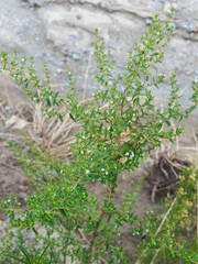 Clinopodium gilliesii