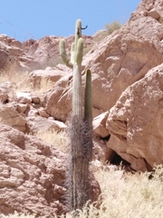 Browningia candelaris