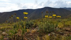 Grindelia chiloensis