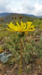 Grindelia chiloensis