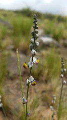Monnina dictyocarpa