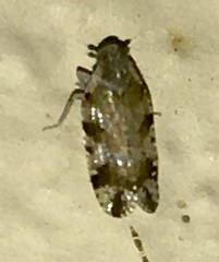 Cixiosoma bonaerense