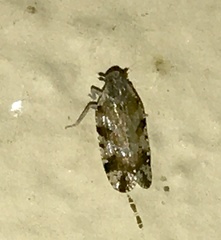 Cixiosoma bonaerense