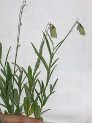 Crotalaria purshii