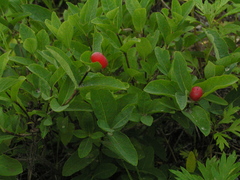 Lonicera chamissoi
