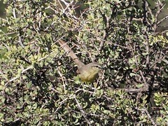 Stigmatura budytoides