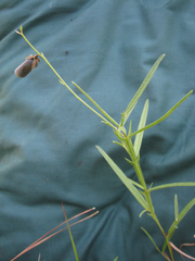 Crotalaria purshii