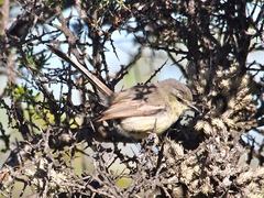 Stigmatura budytoides
