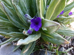 Primula macrophylla