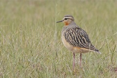Oreopholus ruficollis