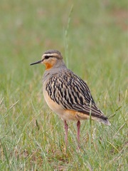 Oreopholus ruficollis